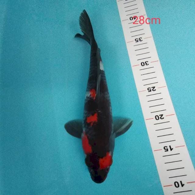 Showa 28 cm