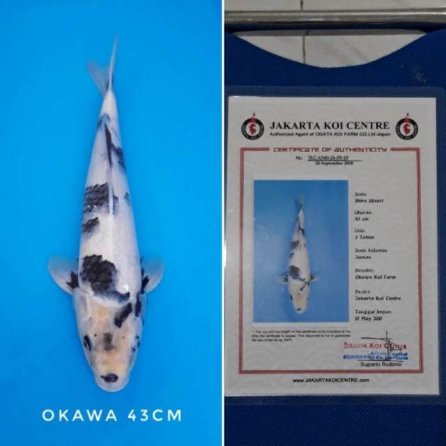 Shiro okawa sertifikat
