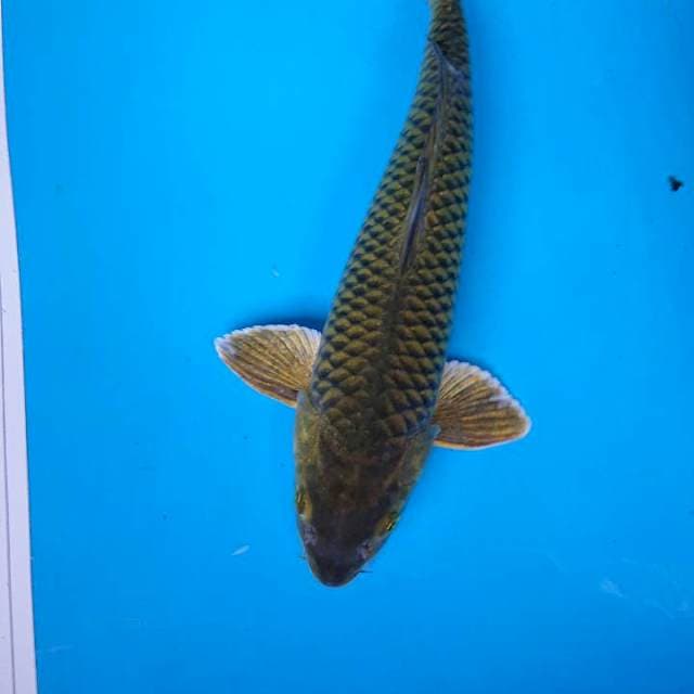 MIDORIGOI 36 cm