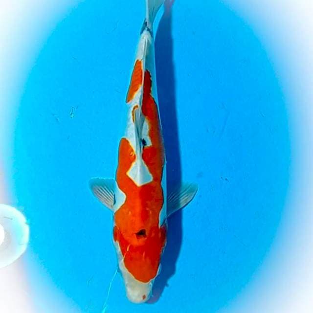 Sanke Doits 35 cm, Original