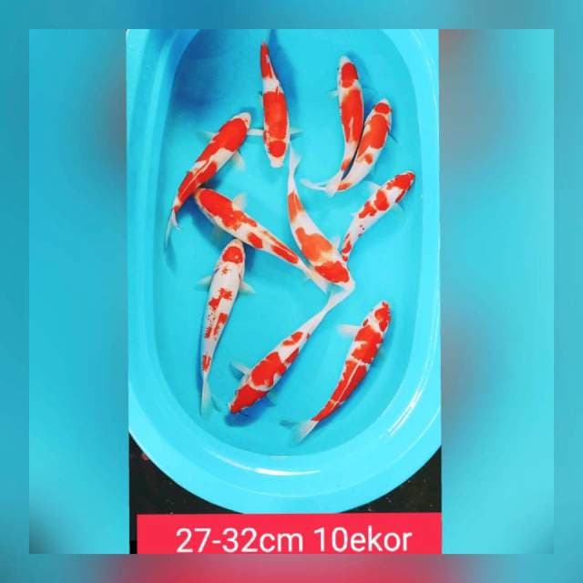 Kohaku 27-32cm 10ekor