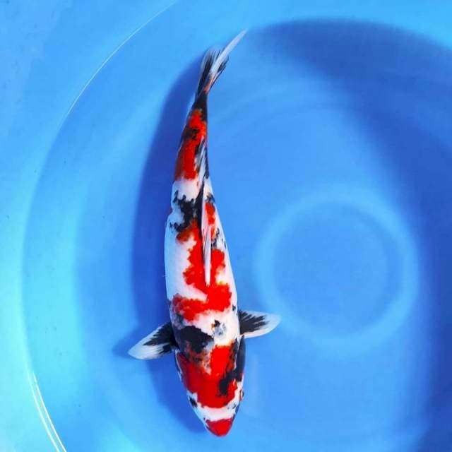 Showa 45cm