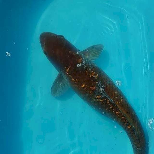 Ochiba ginrin 50cm