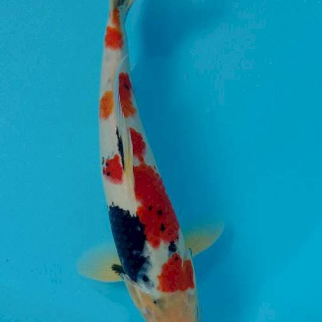 Showa Isa serti 35 cm