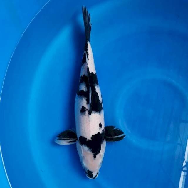 35CM Shiro Female