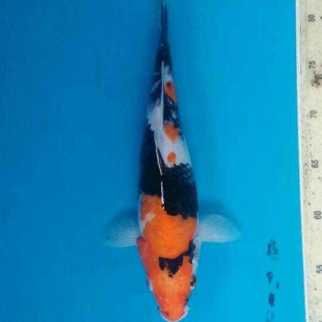 Showa sansoku