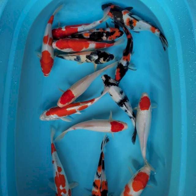 Mix ikan 20 ekor