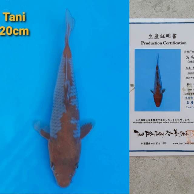 Tani Ochiba 20cm Certi