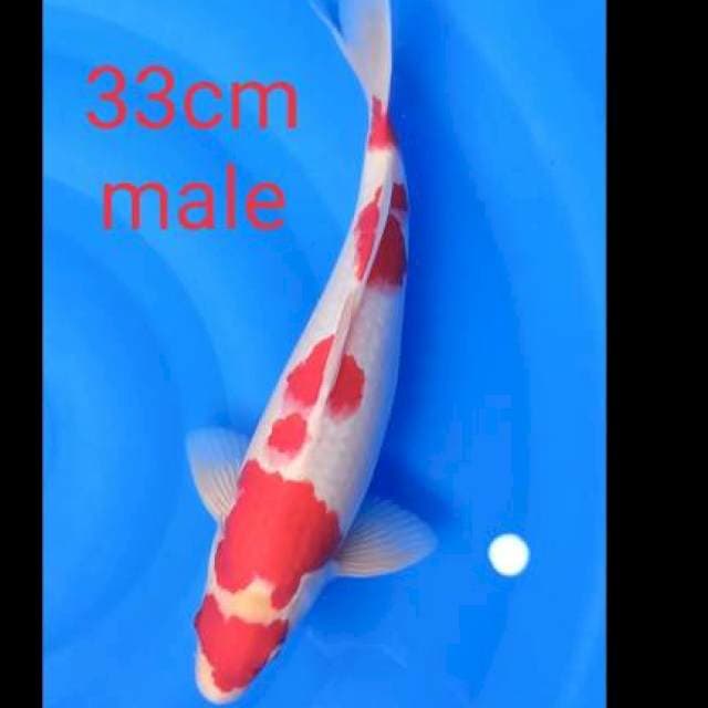 Kohakhu male 33 cm