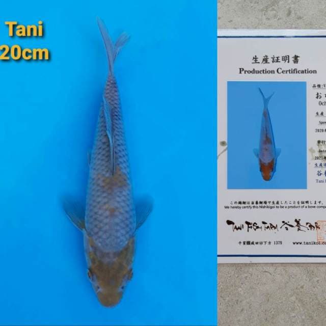 Tani Ochiba 20cm Certi