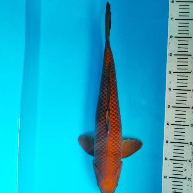 Chagoi Tembaga