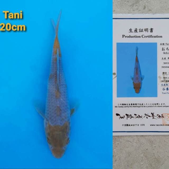 Tani Ochiba 20cm Certi