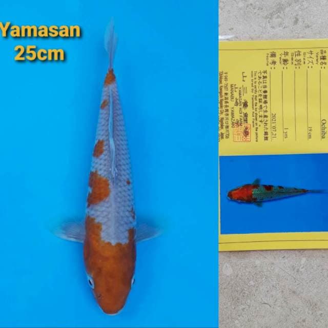 Yamasan Ochiba 25cm Certi