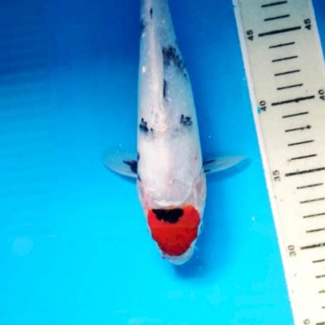 tanco sowa 27 cm