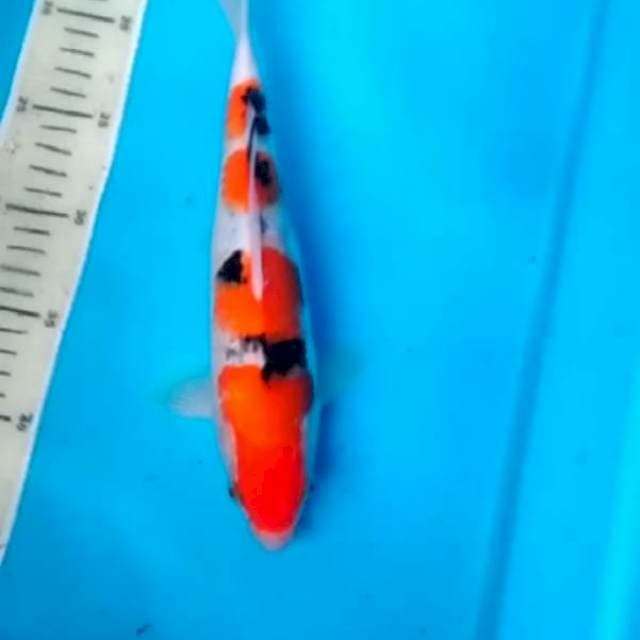 sanke male 25 cm