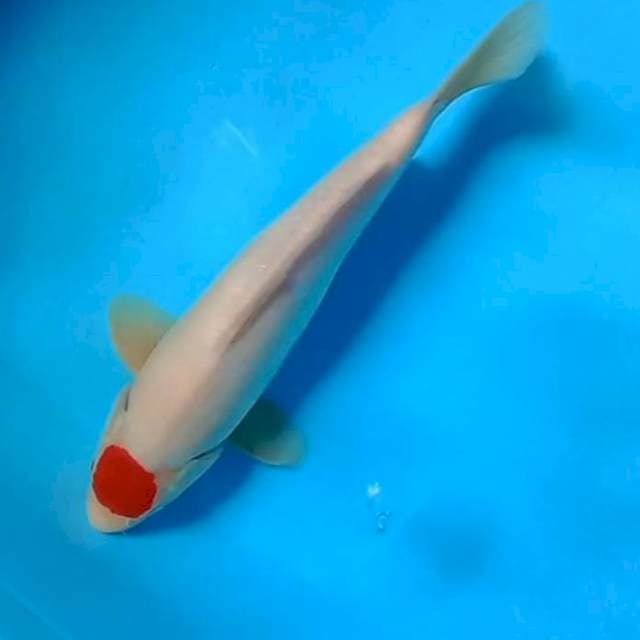Tancho kohaku