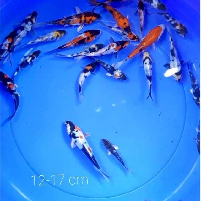 Paket 25 ekor showa doit hikari 12 - 17 cm