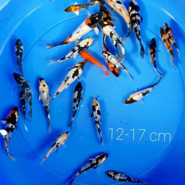 Paket 25 ekor showa doit hikari 12-17 cm