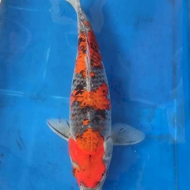 Goshiki 32cm
