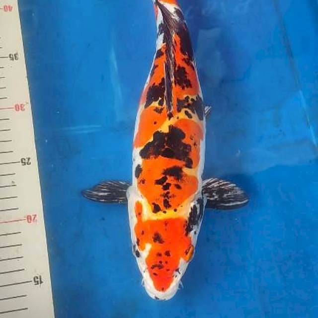 Showa doitsu 36cm