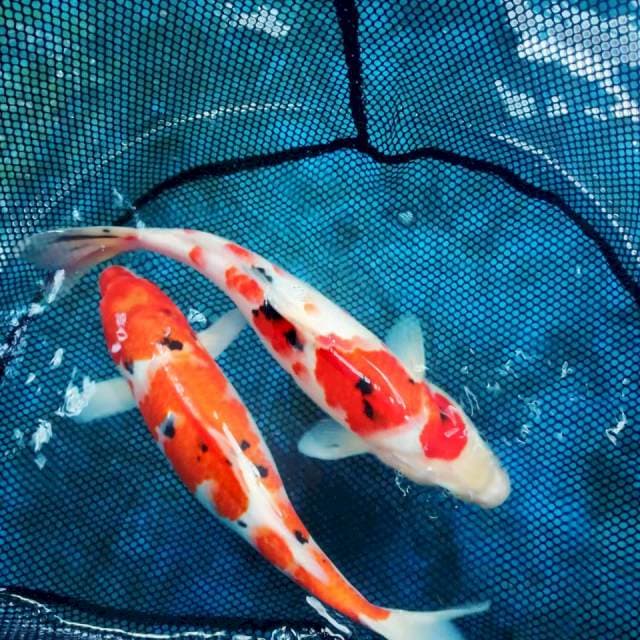sanke 36-37 cm