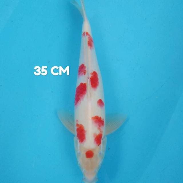 Kohaku ceplok SQ ORI 35 cm