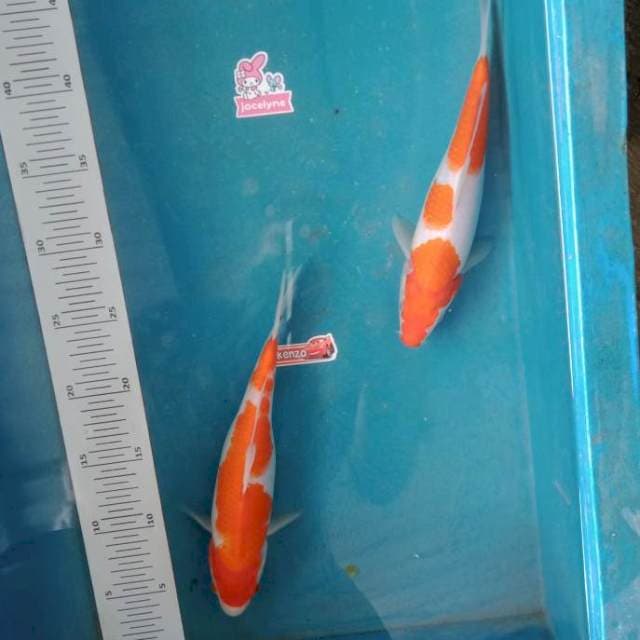 Paket kohaku
