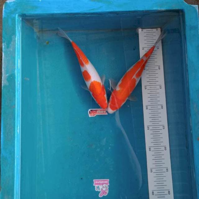 Paket kohaku