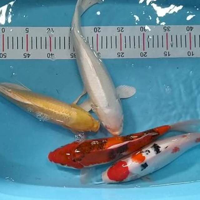 Mix 32 sd 36 cm
