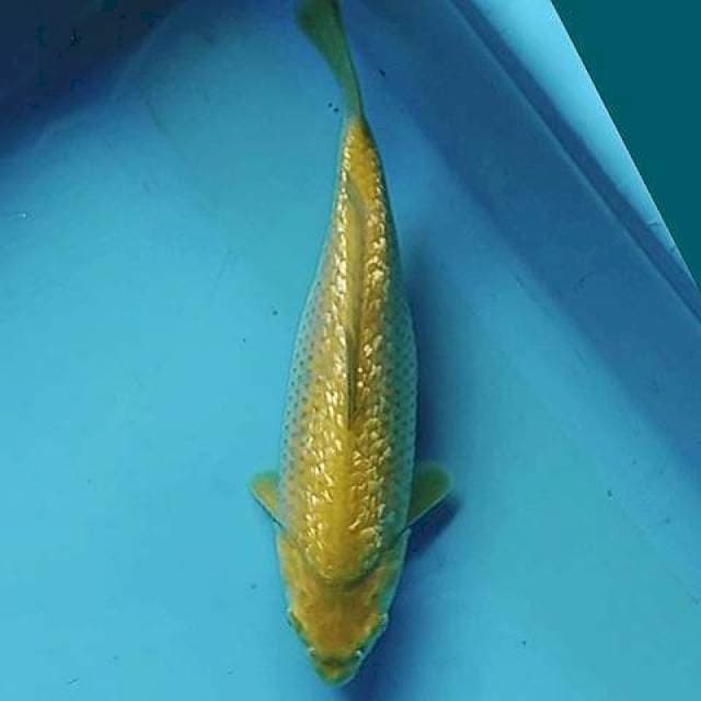 Midori Ginrin Punuk 27cm