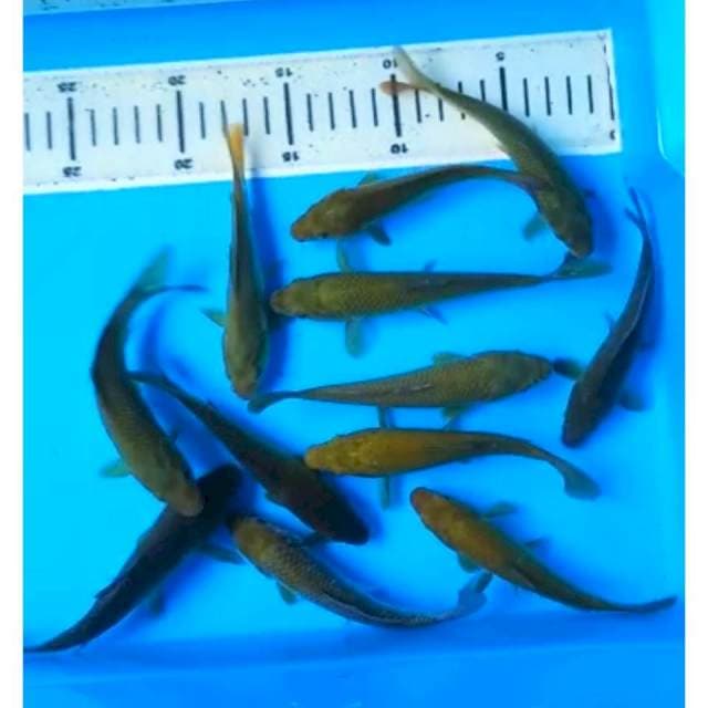 PAKET MIDORIGOI 13 - 15 Cm, 12 Ekor