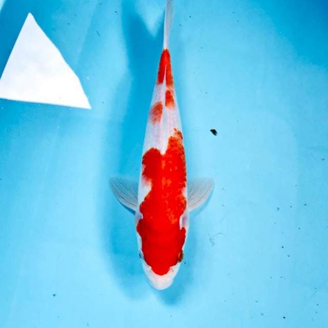 Kohaku, 25 cm