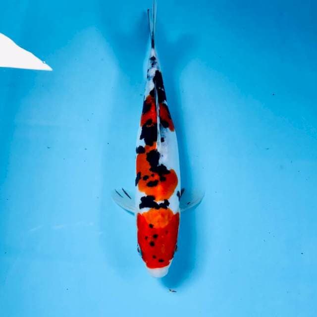 Doitsu, 24 cm