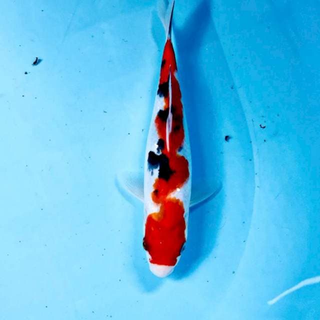 Sanke, 22 cm