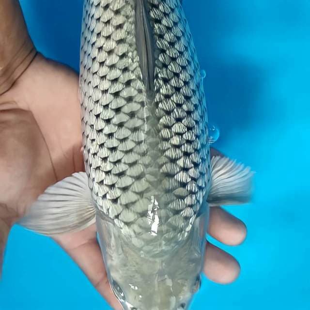 Saragoi full gindrin 32_34cm