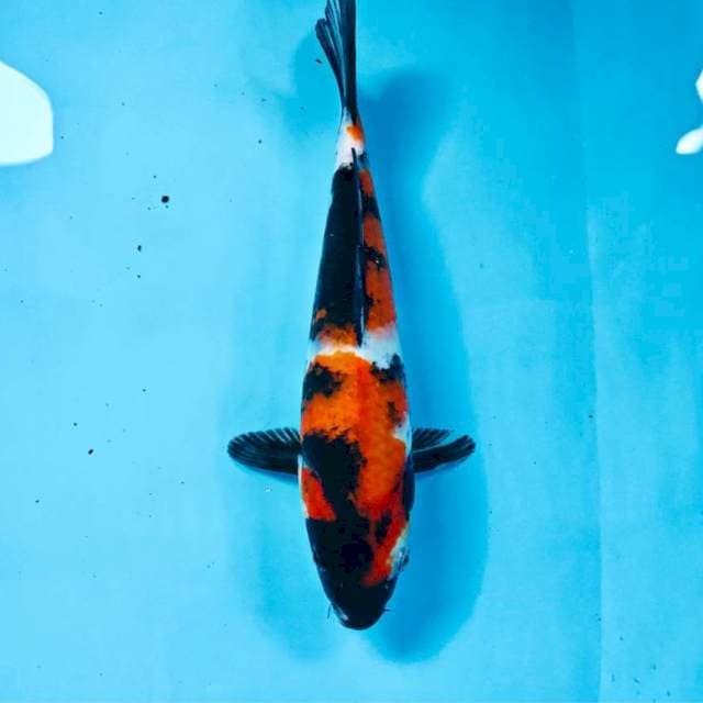 Showa, 26 cm