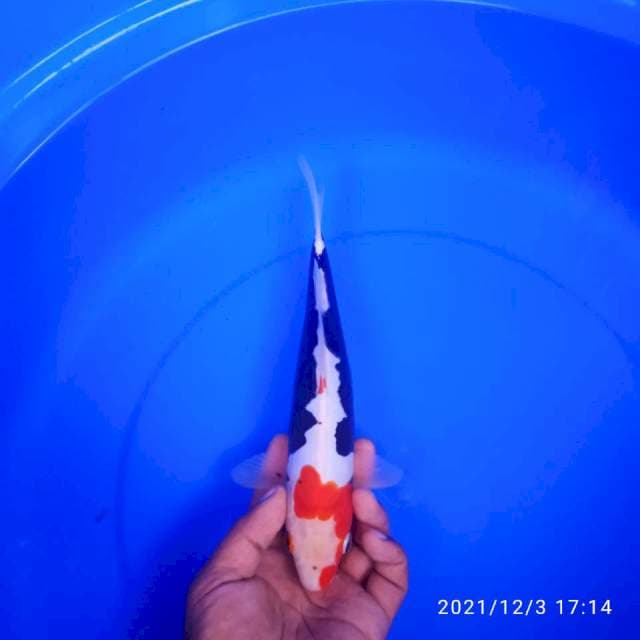 BENI KUMONRYU 27cm
