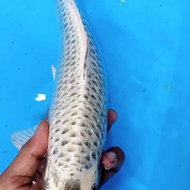 Mukashi ginrin male 34 cm