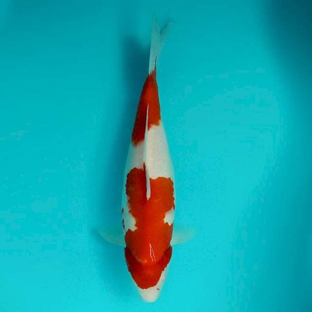 Kohaku nidan