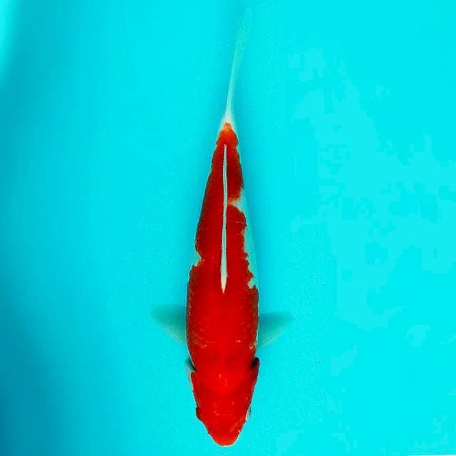 Kohaku bahan