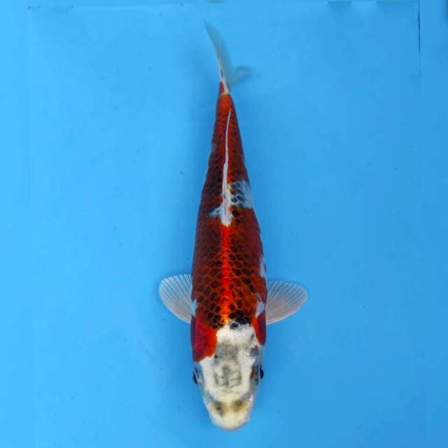 Maruhiro Kujaku