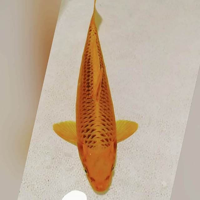 Matsuba 36cm