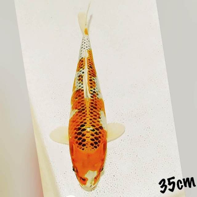 Kojaku 35cm