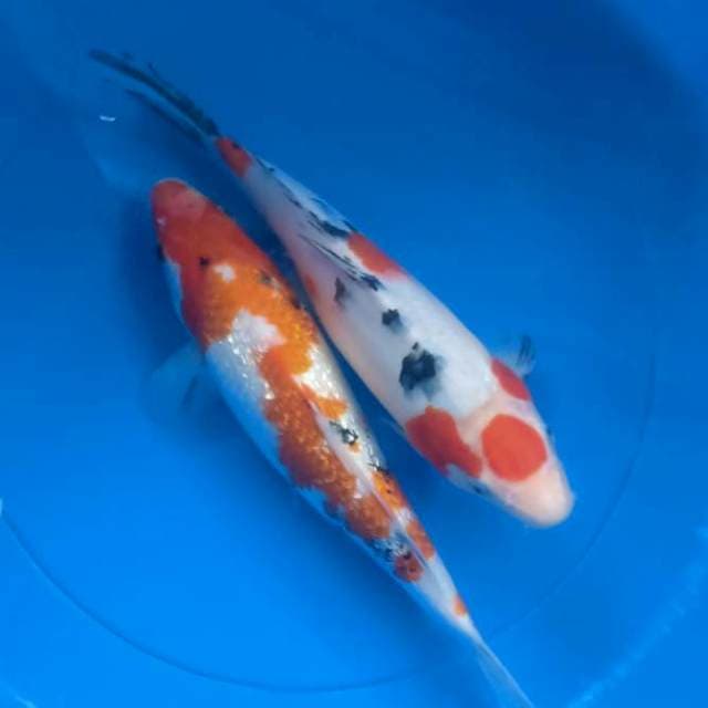 Sanke 30 cm