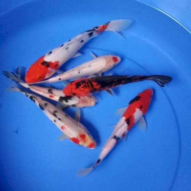Mik koi 6 ekor 21-26 cm