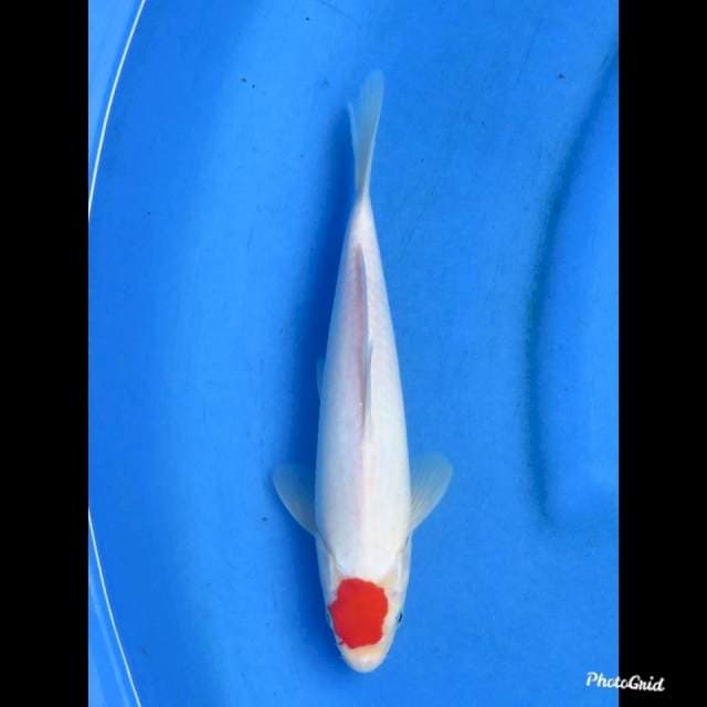 26cm , Male - Tancho Kohaku Ori