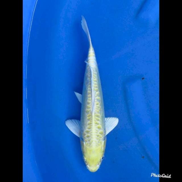 31cm , Male - Ogon Doitsu (Tidak bocor )