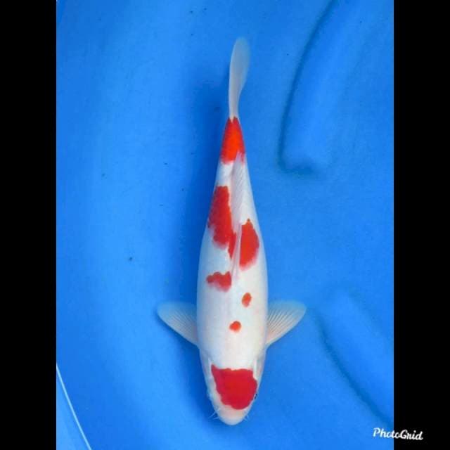 31cm , Male - Maruten Kohaku Ori