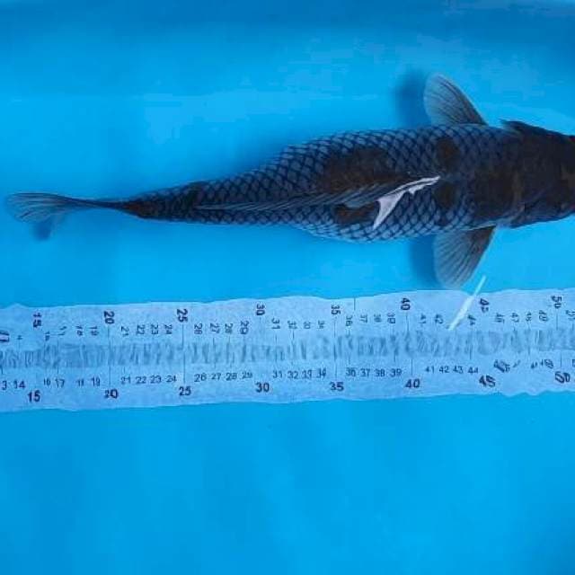 ochiba sigure 40cm