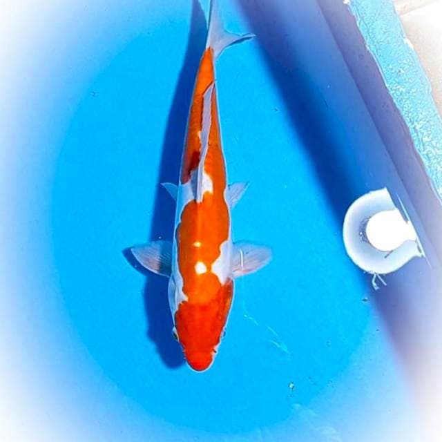 Menkaburi Kohaku Doits